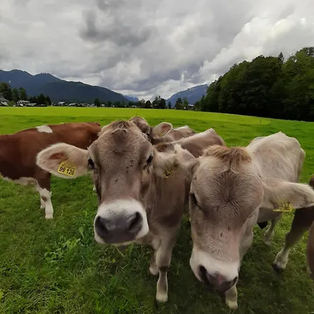 公寓 Am Koenigssee Altes-tradenlehen Schönau am Königssee