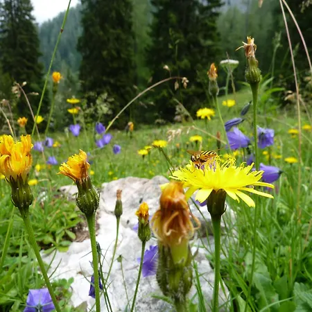 公寓 Am Koenigssee Altes-tradenlehen Schönau am Königssee